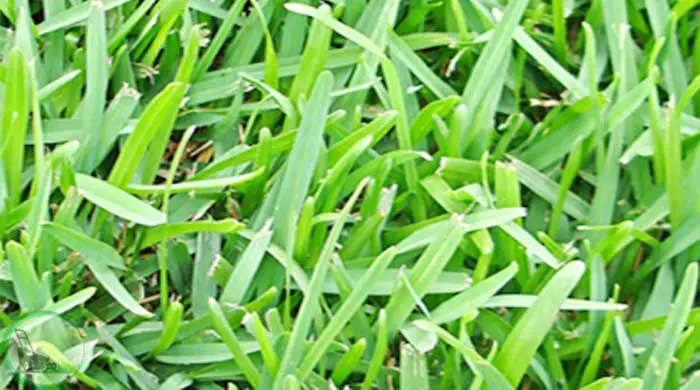 Centipede Grass and St. Augustine Grass.