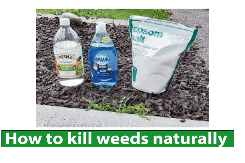 How to kill weeds naturally